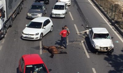 Çevreyolunda Başıboş Atlar Kazaya Sebep Oldu