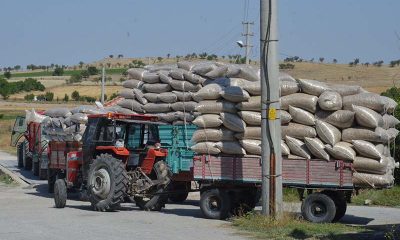 Günyüzü’nde Haşhaş Kapsülü Alımı Devam Ediyor