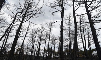 Seyitgazi’deki Orman Yangınında Son Durum