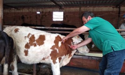 Eskişehir’de ‘Sonbahar Dönemi Şap Aşılama Kampanyası’ Başlatıldı