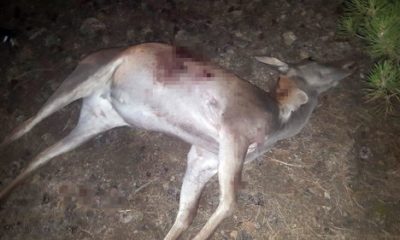 Avlanması Yasak Olan Kızıl Geyik Kaçak Avcılarca Vuruldu