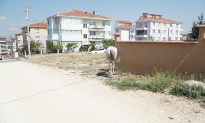 Başıboş At Çok, Önlem Yok