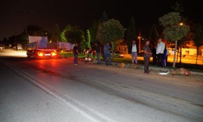 Otomobil Koyun Sürüsüne Daldı