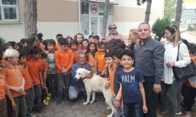 Sokak Köpeği Artık Minik Öğrencilere Emanet