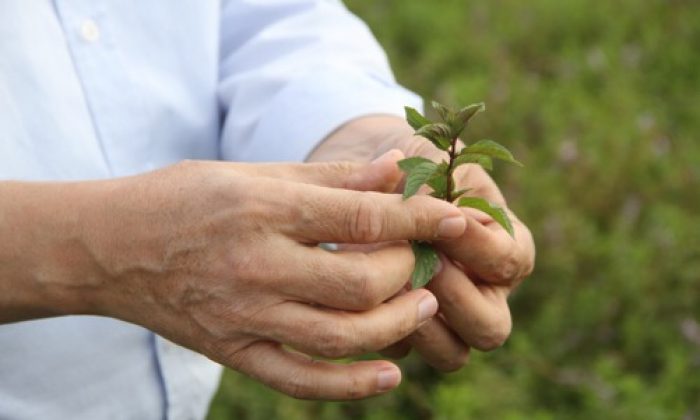 ESOGÜ’de Üretilen Tıbbî Aromatik Bitkilerin Hasadı Yapıldı