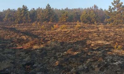 Eskişehir’de Orman Yangını