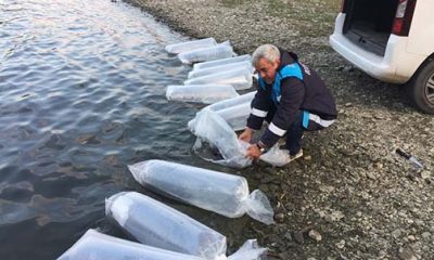 Yenice Barajına 2 Bin Yavru Yayın Balığı Bırakıldı