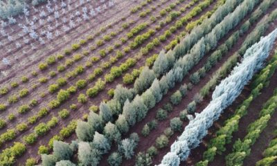 Türkiye’nin En Büyük Fidanlığından 40 Şehre Fidan