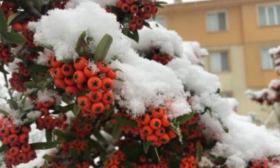 Kar Yağışı Sevindirdi