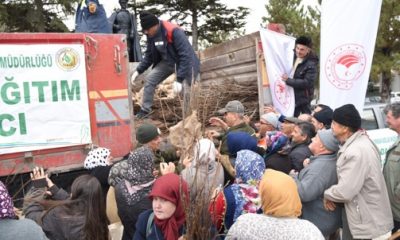 Eskişehir Orman Bölge Müdürlüğü 100 Bin Ceviz Fidanı Dağıttı