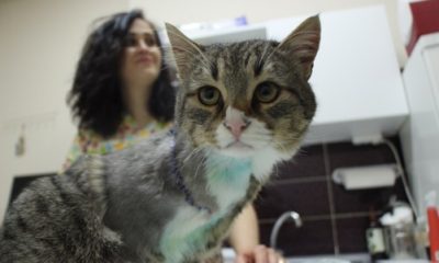 Üzerinden Araç Tekerleği Geçen Sokak Kedisini Veteriner Hekimi Kurtardı