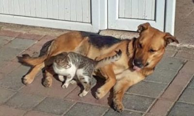 Kedi ve Köpeğin Dostluğu Görenleri Şaşırtıyor