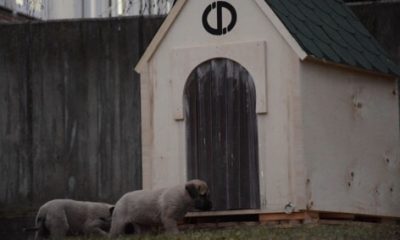 Rektör Çomaklı, Köpek ve Yavrularını Yuvasız Bırakmadı