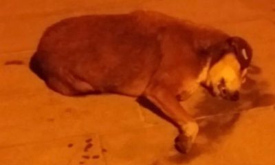 Zehirlenerek Öldürülen Köpeklerin Katili Aranıyor