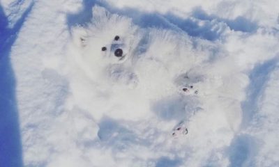 Kar Sevincinin En Güzel Fotoğrafı