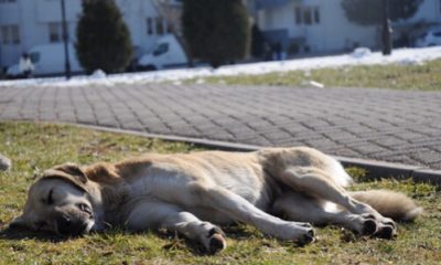 Sokak Hayvanları Güneşli Havanın Tadını Çıkardı