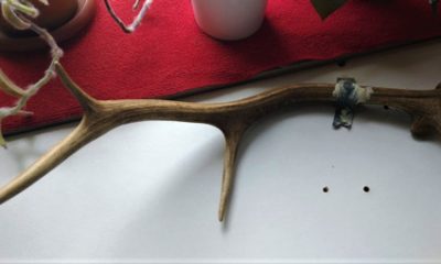 Türbeden Asırlık Boynuz Çalındı