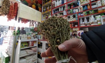 Üzerlik Otu Öldürüyordu