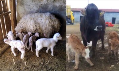 Koyunu Beşiz, İneği İkiz Doğurdu