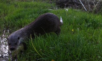 Eskişehir’de Su Samuru Kameralara Böyle Yakalandı