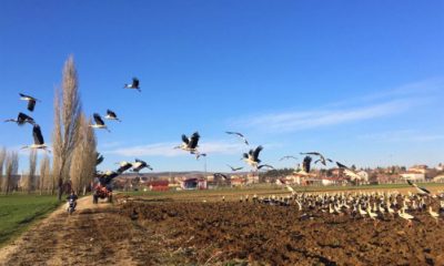 Yüzlerce Leylek Havadan Görüntülendi