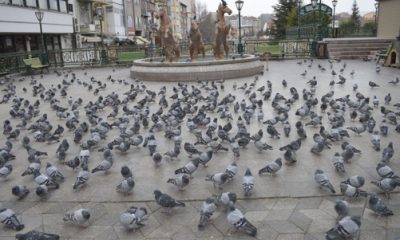 Korona Virüsü Nedeniyle Güvercinler de Aç Kaldı