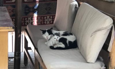Yavru Kedi Saatler Süren Çalışma Sonucu Kurtarıldı