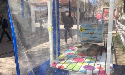 Yavru Kedi İnsanlardan İzole Şekilde Uyudu