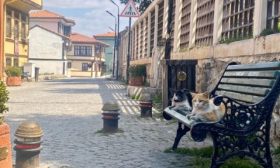Sokakların Yeni Hakimi Kediler