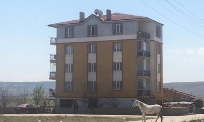 Başıboş Atlara Hâlâ Çözüm Bulunamadı