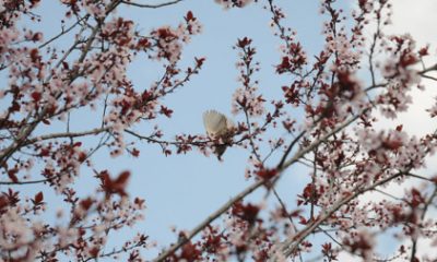 Eskişehir’de Bahar