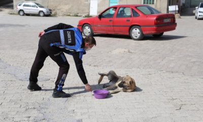 Sivrihisar’da Sokak Hayvanları Aç Kalmıyor
