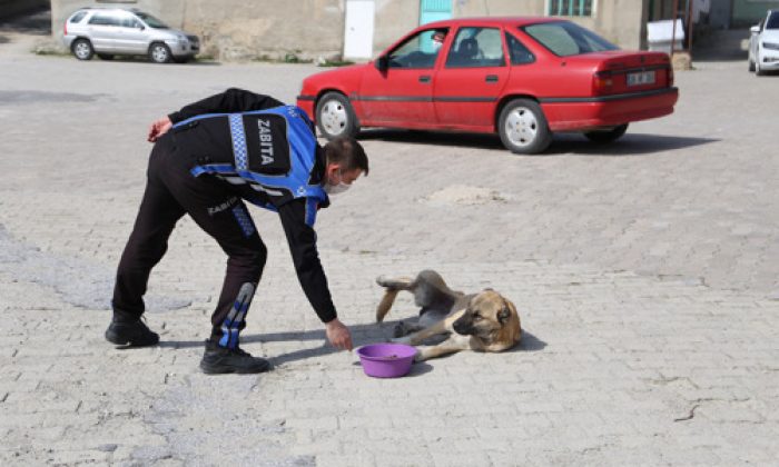 Sivrihisar’da Sokak Hayvanları Aç Kalmıyor