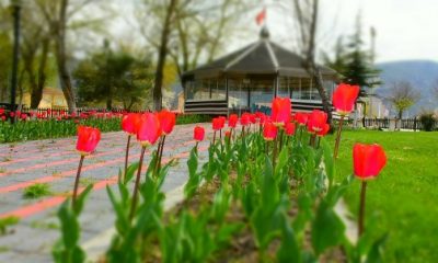 İnönü’deki Parklarda Çiçek Açtı