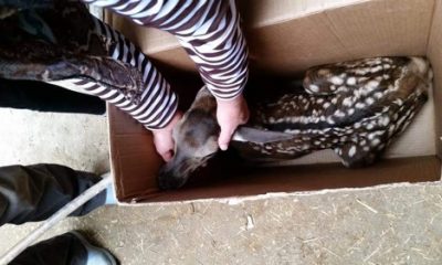 Bitkin Hâlde Bulunan Kızıl Geyik Yavrusu Yetkililere Teslim Edildi