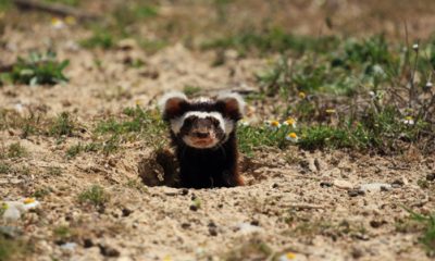 Eskişehir’de İlk Defa ‘Alaca Sansar’ Görüldü