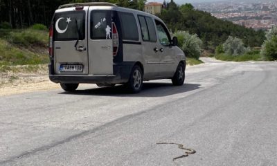 Şehirde Yılanlar Görülmeye Başladı