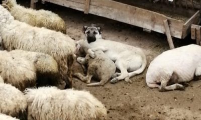 Koyunla Köpeğin Dostluğu Gülümsetti
