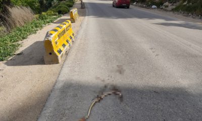 Artan Yılan Ölümleri Tedirgin Ediyor