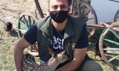 Yavru Geyik Emin Ellerde