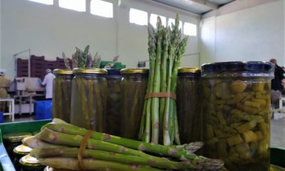 Kuşkonmazda Hasat Zamanı