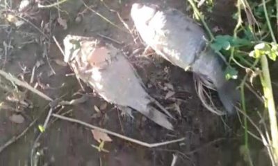 Sakarya Nehri’nde Balık Ölümleri Arttı