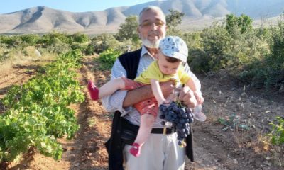 Günyüzü’nde Üzüm Hasadı Başladı