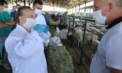 Kurban Bayramında Eskişehir’de 70 Bin 815 Hayvan Kesildi