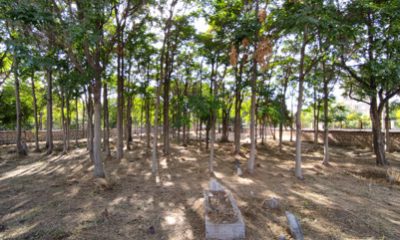 İki Park Arasında Meçhul Mezarlık