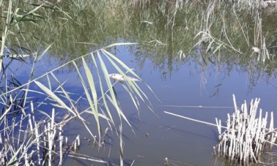 Porsuk’taki Su Azlığı Yüzünden Çiftçiler Mağdur