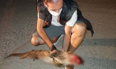 Nesli Tükenme Tehlikesi Altındaki Su Samuruna Otomobil Çarptı