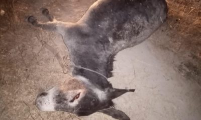 Canice Öldürülen Eşeğin Sahibi Suç Duyurusunda Bulundu