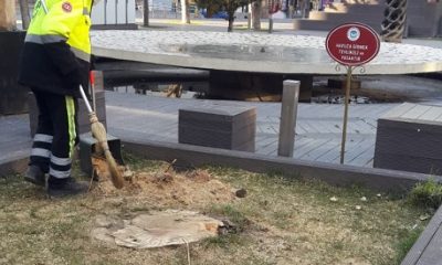 Sokağa Çıkma Yasağı Bahane Hamamyolu’nda Ağaç Katliamı Şahane!