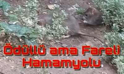 13 Ödüllü Dünya Harikası Hamamyolu’nu Fareler Bastı!